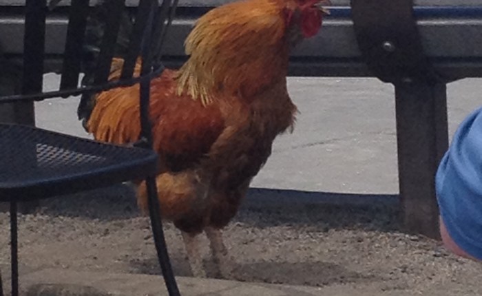 Red Truck/Black Stallion