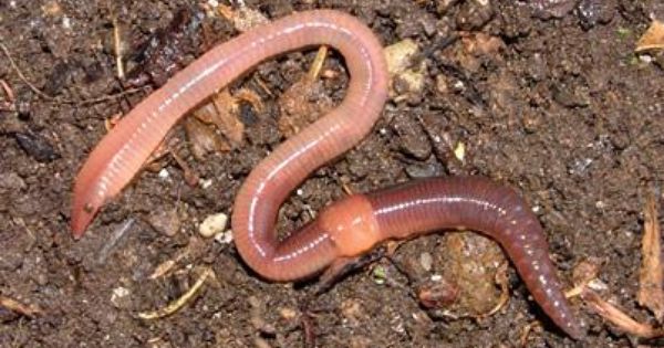 Nietzsche and the&nbsp;Earthworms